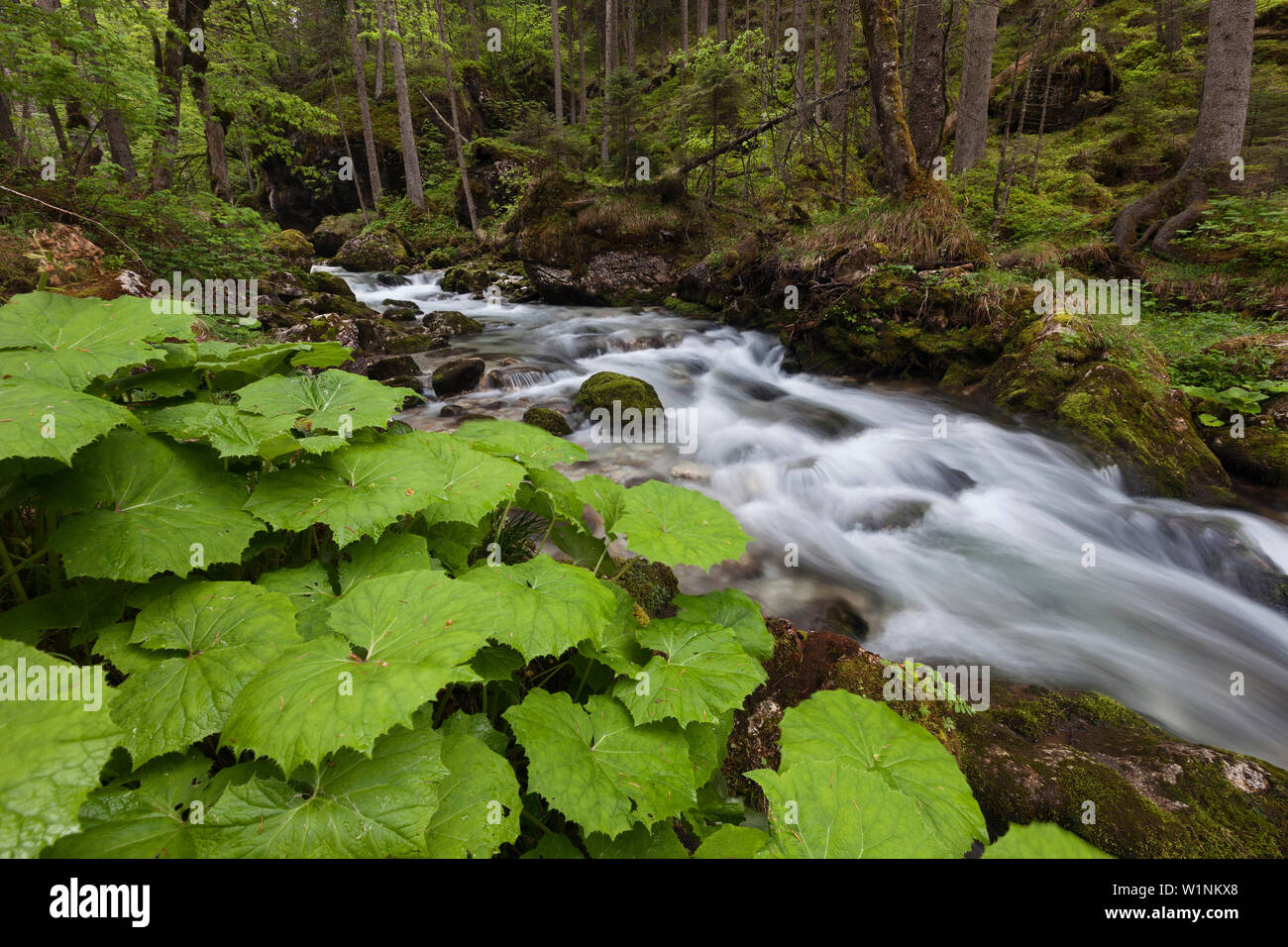 Mountain Creek im Hartelsgraben Woods im Frühjahr mit Pflanzen im Vordergrund, Nationalpark Gesäuse, Ennstaler Alpen, Steiermark, Österreich Stockfoto