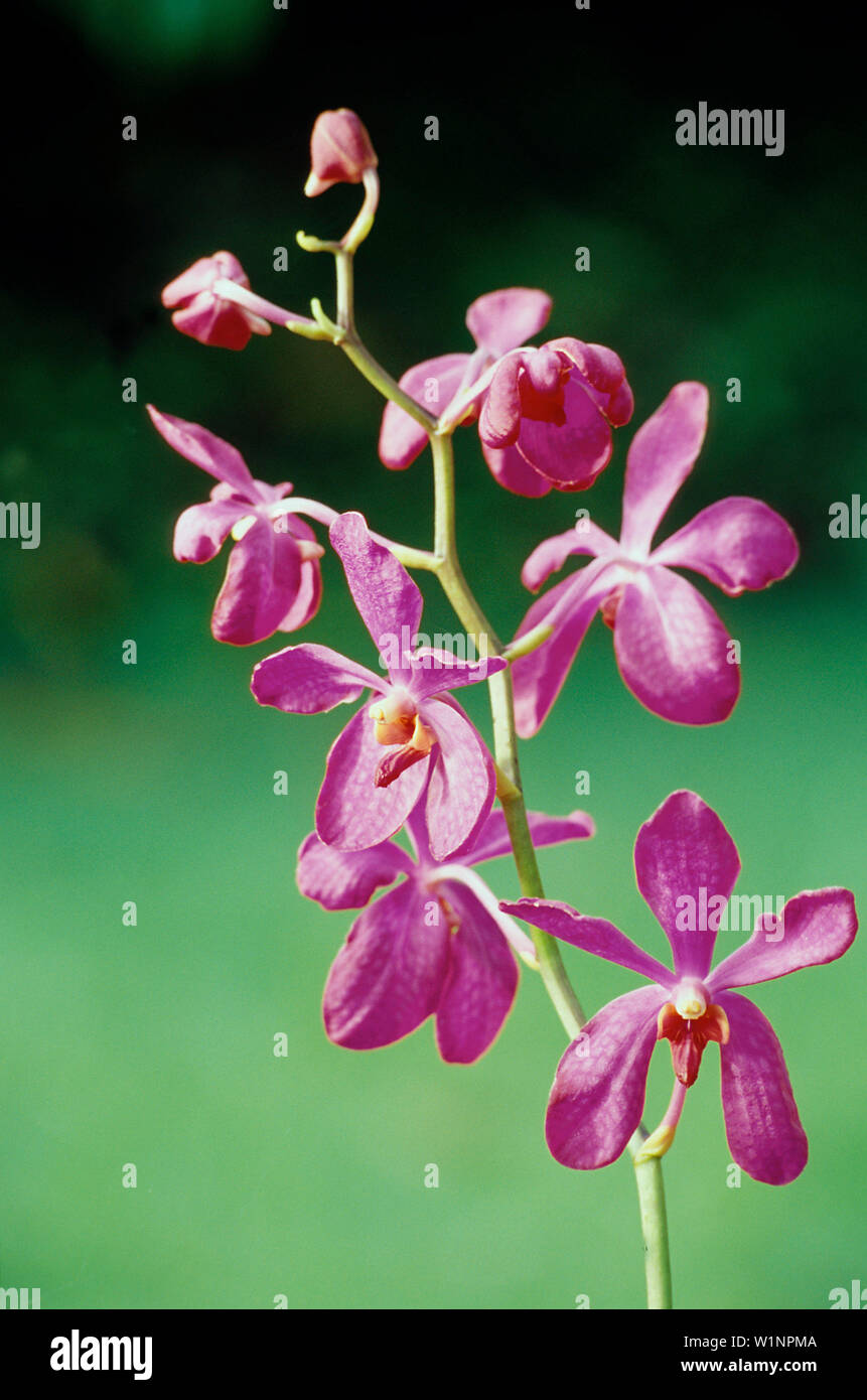 Orchidee, Blume, Wald, Richmond, St. Joseph Barbados, Karibik Stockfoto