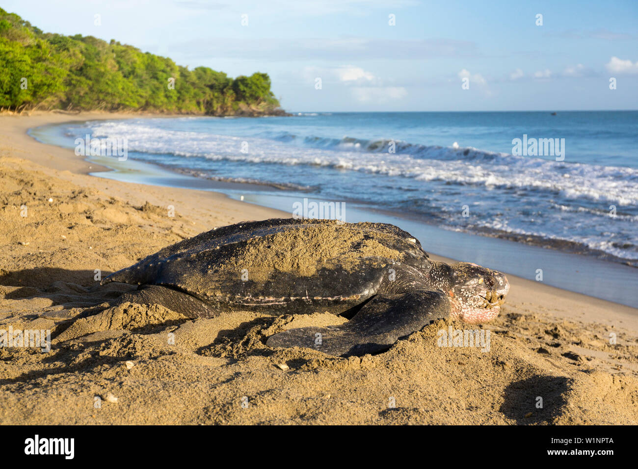 Lederschildkröte am Strand, Dermochelys coriacea, Trinidad, West Indies, Karibik Stockfoto