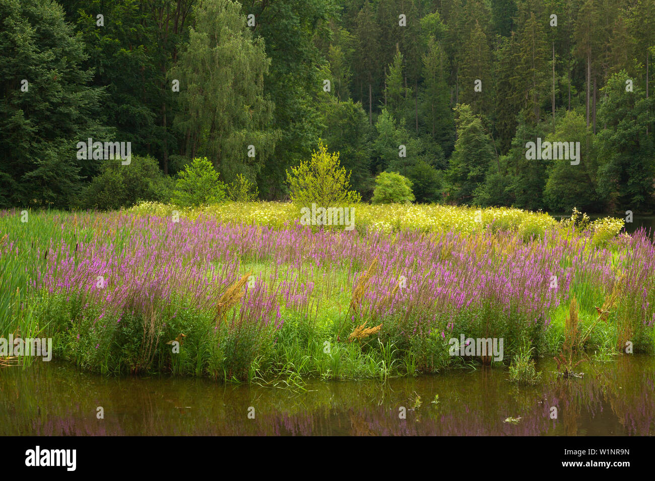 Saale Banken in der Nähe von Wasserburg schloss, Naturpark Thüringer Schiefergebirge/Obere Saale, Thüringen, Deutschland Stockfoto