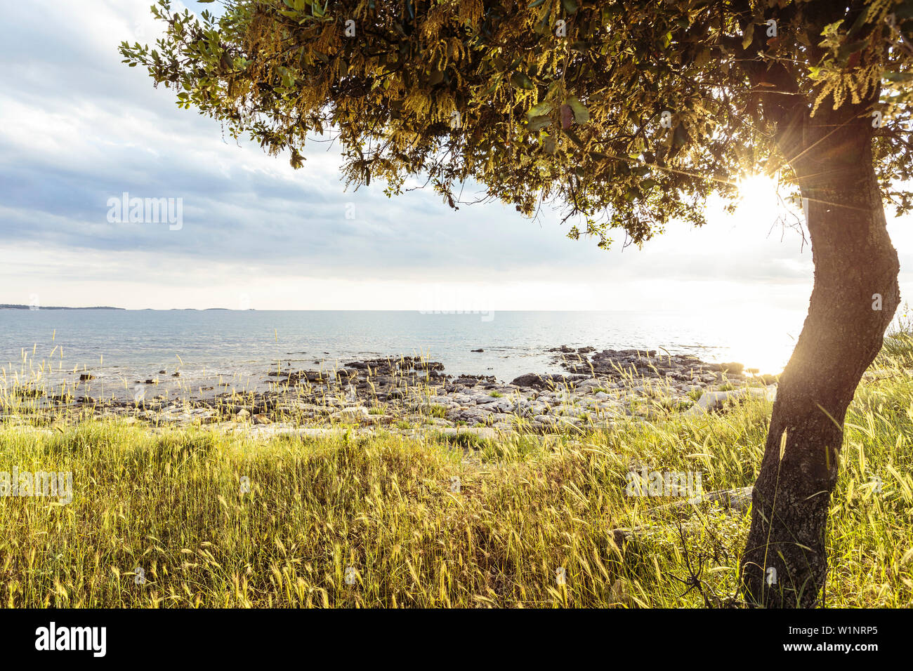 Baum entlang der Mittelmeerküste in der Abendsonne, Peroj, Istrien, Kroatien Stockfoto