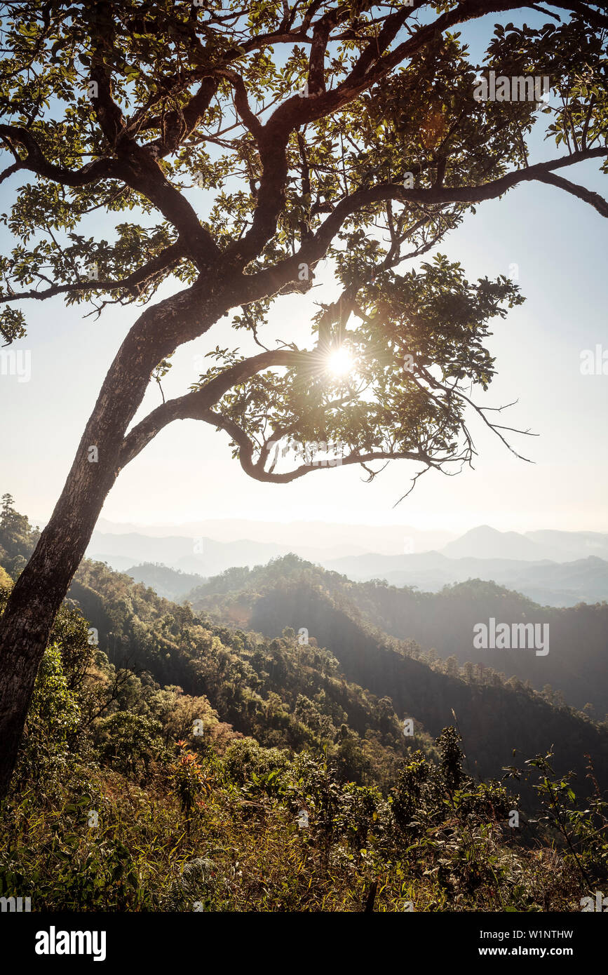 Abend Sonne durch den Baum um Pai, Thailand, Südostasien Stockfoto