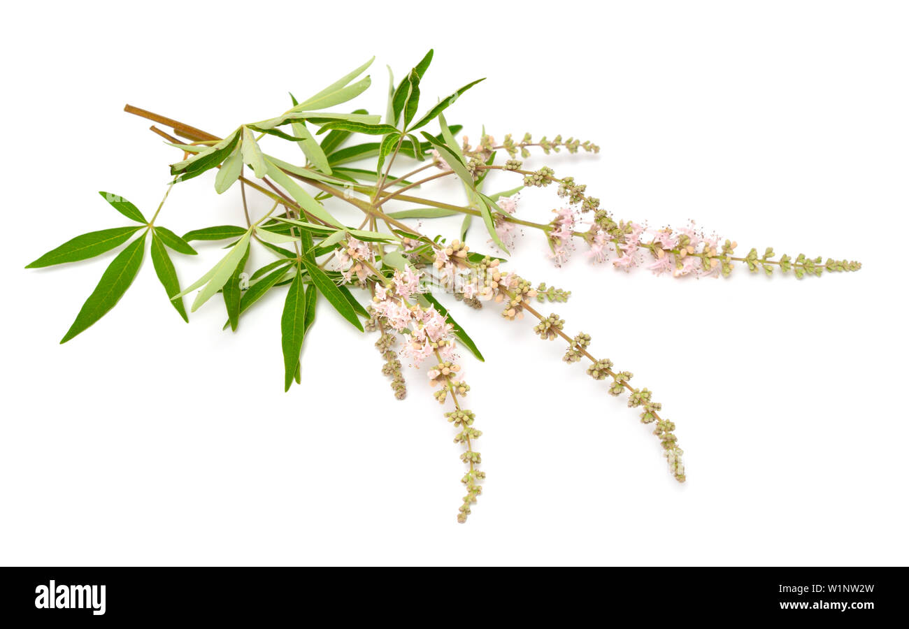 Vitex agnus-Castus, keuschen Baum oder Chastetree, chasteberry, Abrahams Balsam, lila Chastetree oder Mönchspfeffer. Stockfoto
