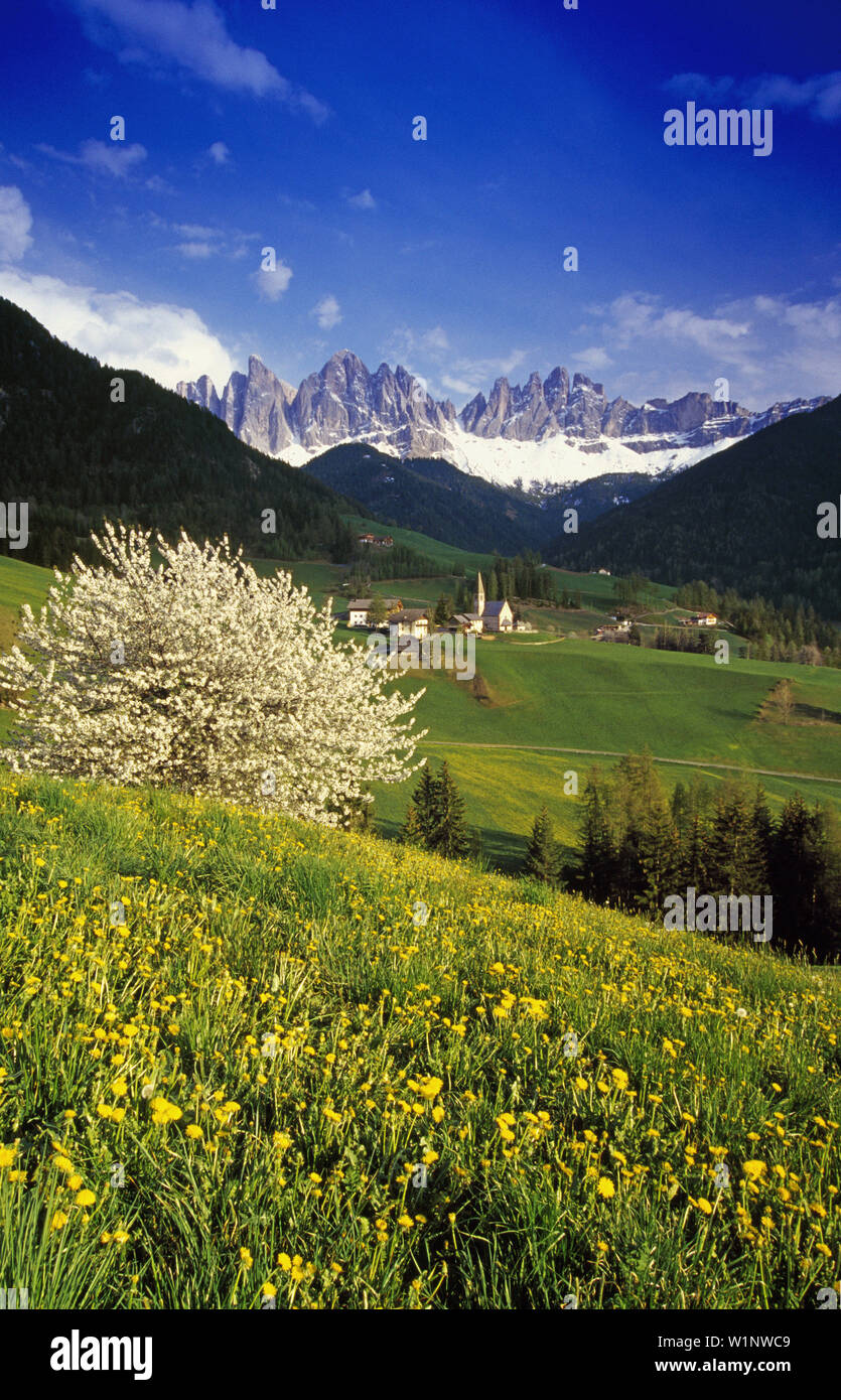 Kirschblüte, St. Magdalena, Blick auf Le Geisler, Val di Funes, Dolomiten, Südtirol, Italien Stockfoto