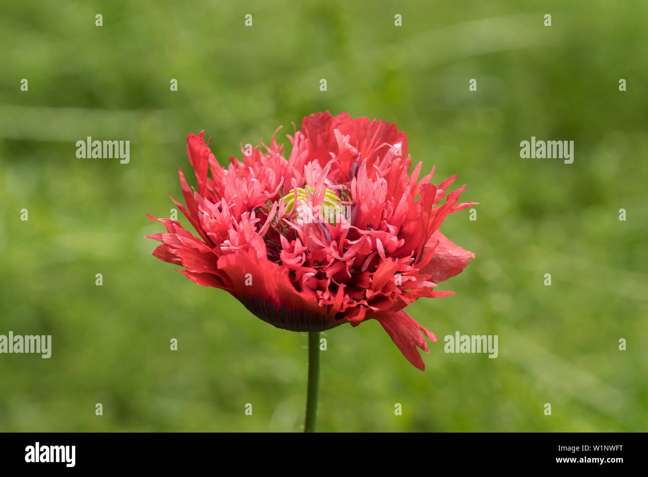 Red double Poppy wild wachsenden Stockfoto