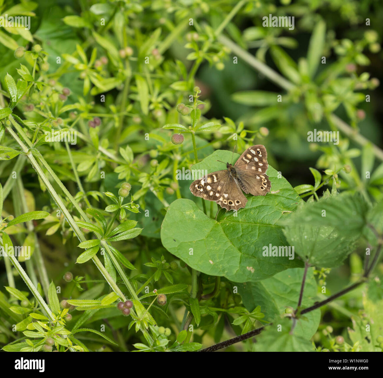 Gesprenkelte Holz Schmetterling auf Blatt Stockfoto