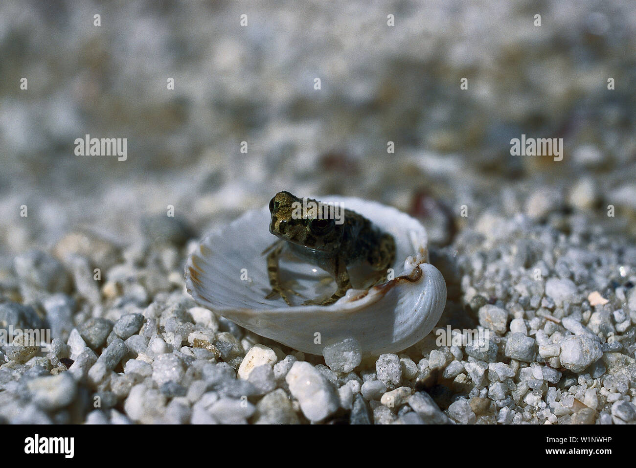 Junge Wechselkroete, Bafa, S/W-Tuerkei Tuerkei Stockfoto