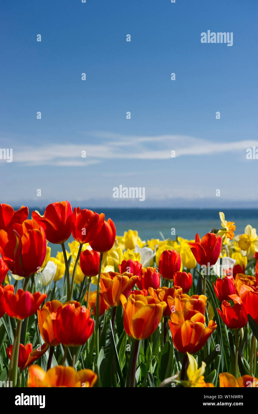 Blumenwiese mit Tulpen, den Bodensee und die Alpen im Hintergrund, Insel Mainau, Bodensee, Baden-Württemberg, Deutschland, Europa Stockfoto