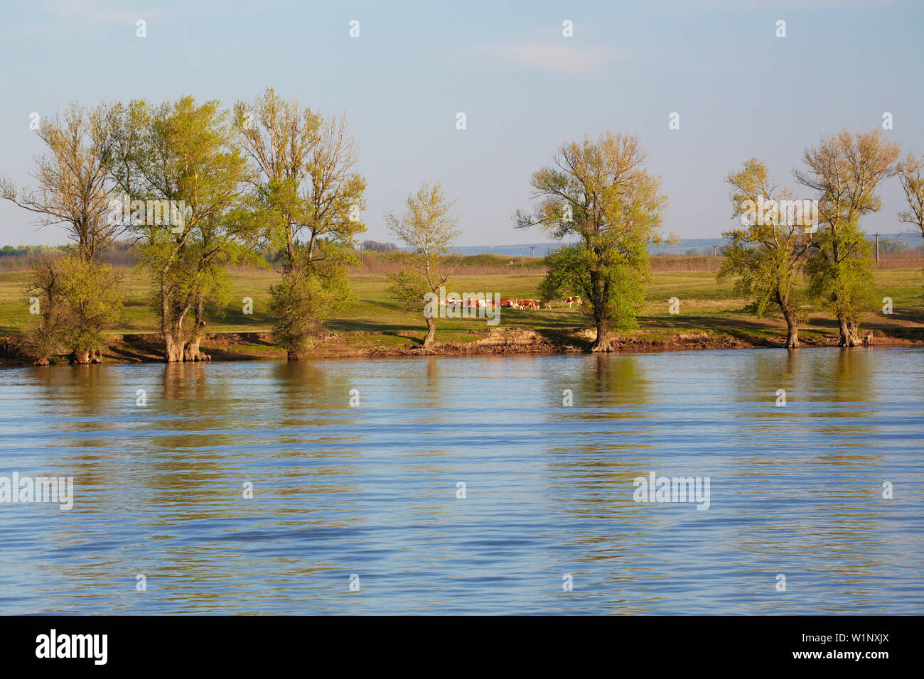 Flussufer der Donau südlich von Calafat, Donau, Rumänien, Europa Stockfoto