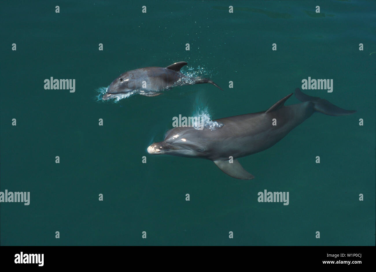 Grosser Tuemmler mit Baby, Flasche - gerochen Delphine Mutter ausatmend, Islas de la Bahia, Hunduras, Karibik Stockfoto