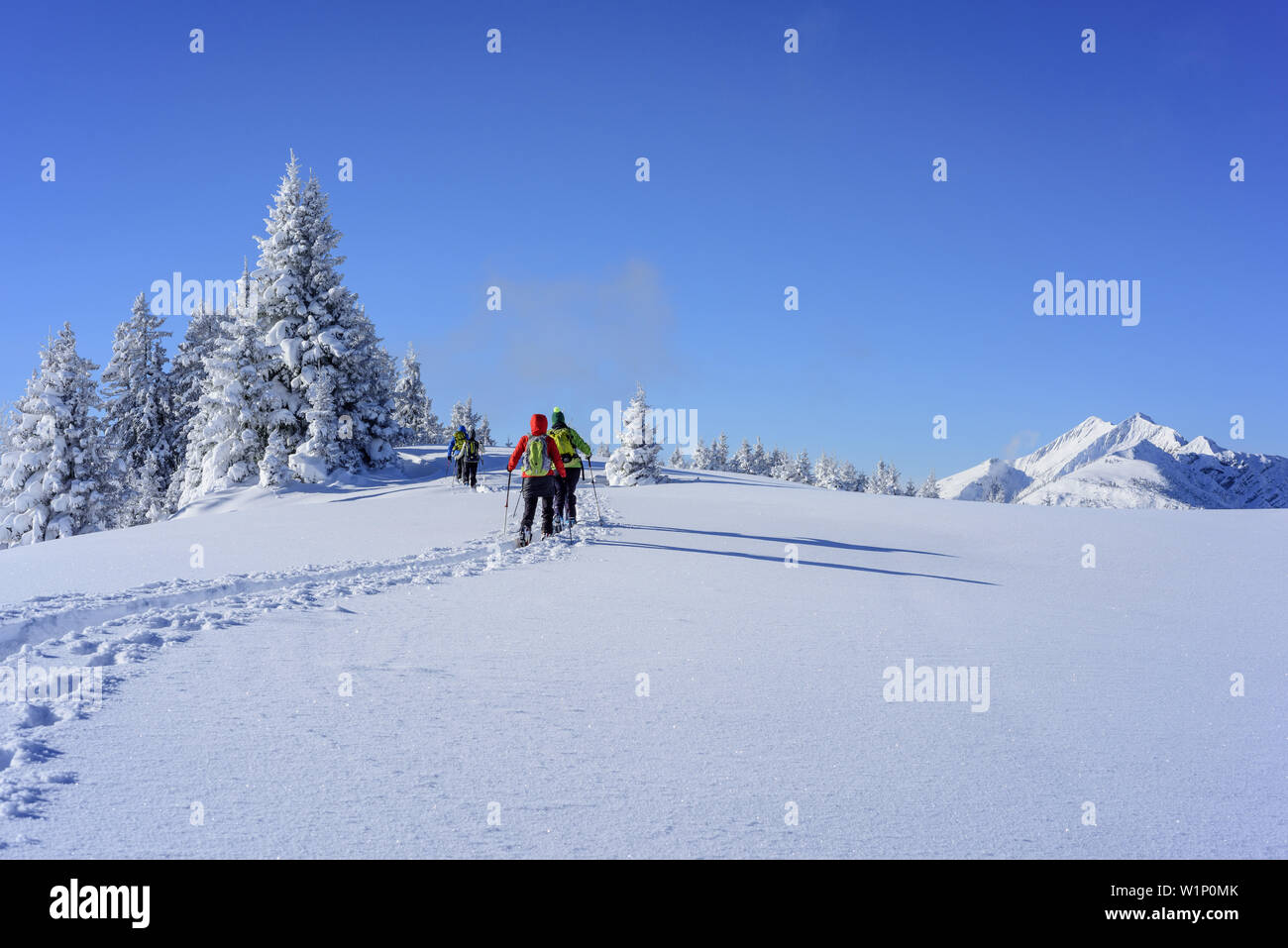Vier Personen zurück - Langlauf aufsteigend auf breiten snowface, Mangfall, Bayerische Alpen, Oberbayern, Bayern, Deutschland Stockfoto