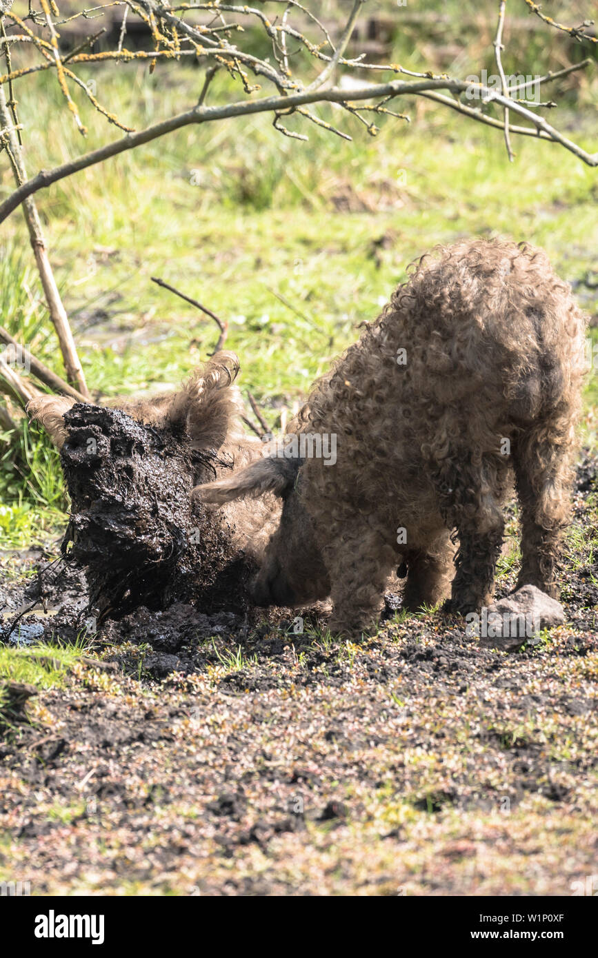 Wilde Schweine spielen im Schlamm, Wolle waschen, schwein schweine Verhalten, Wildpark Schorfheide, Brandenburg, Deutschland Stockfoto