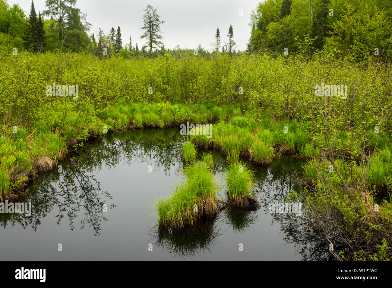 Feuchtgebiet Gräser in der chequamegon National Forest. Stockfoto