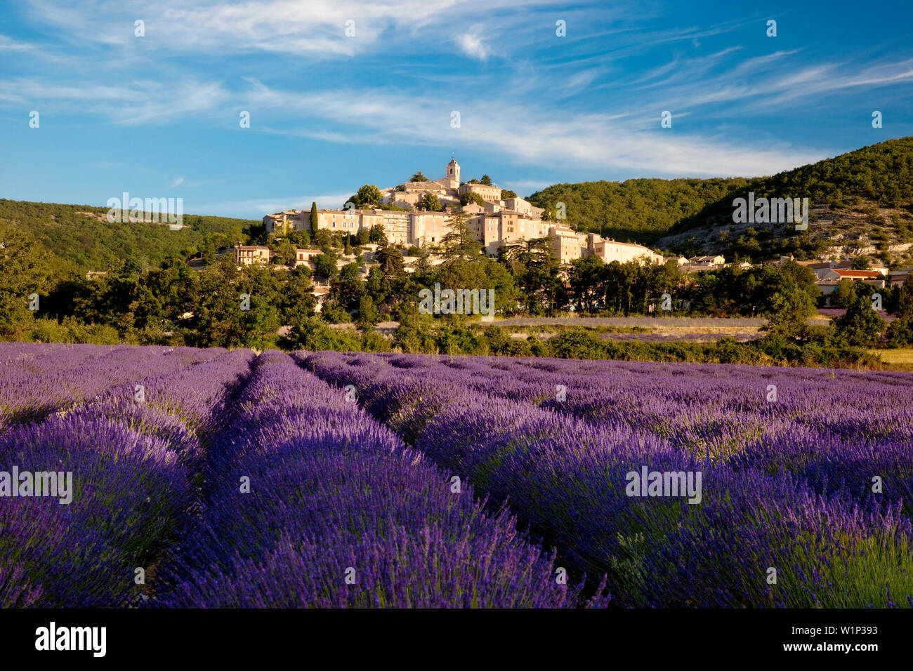 Am frühen Morgen über Lavendel Feld unterhalb des mittelalterlichen Dorfes Banon im Vaucluse, Provence, Frankreich Stockfoto