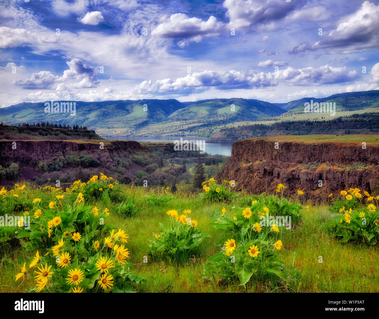 Columbia River Gorge mit Balsam Wurzel. Oregon. Stockfoto