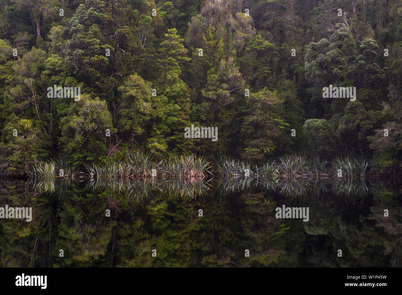 Spiegelbild im Wasser, Lake Matheson, Westland Tai Poutini National Park, West Coast, South Island, Neuseeland, Ozeanien Stockfoto