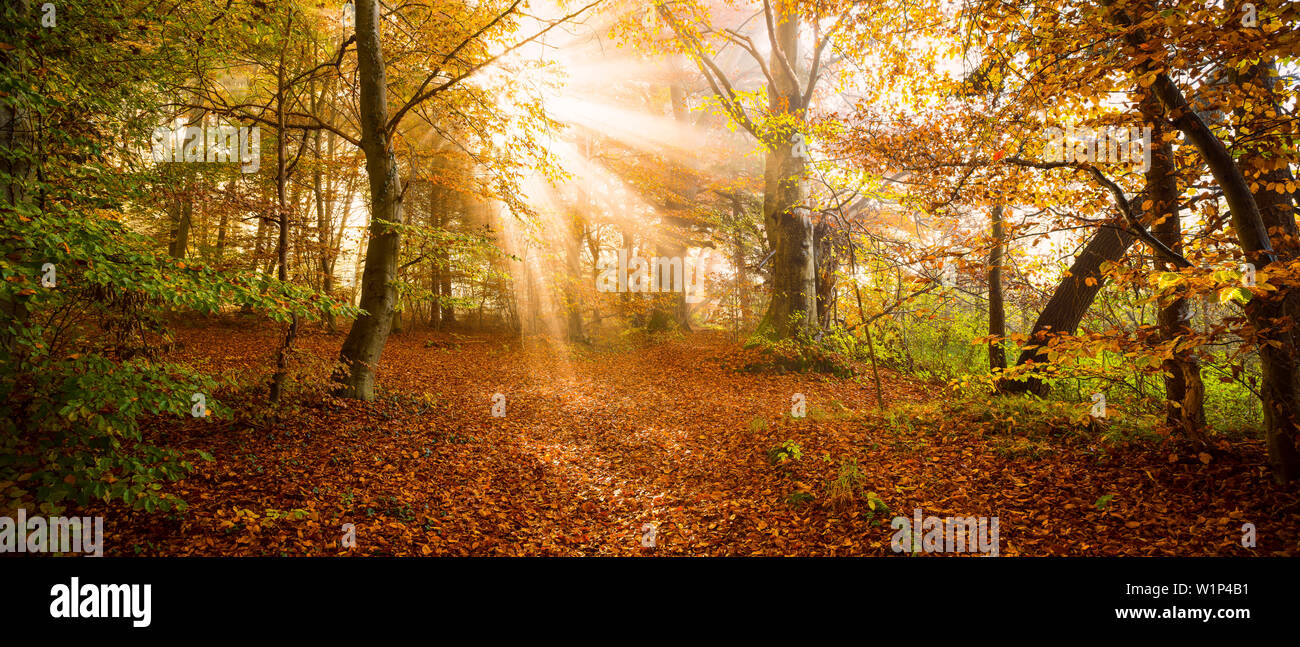 Die Sonne bricht durch dichten Nebel in den herbstlichen Wald in der Nähe von Herrsching, Bayern, Deutschland Stockfoto