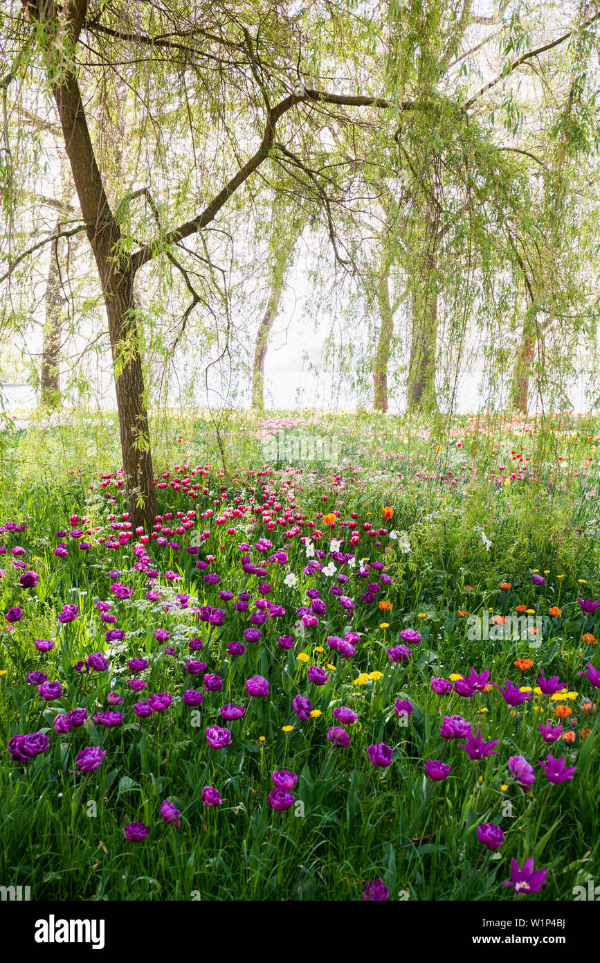 Blühende Tulpe wiesen im Frühling, Insel Mainau, Bodensee, Baden-Württemberg, Deutschland Stockfoto