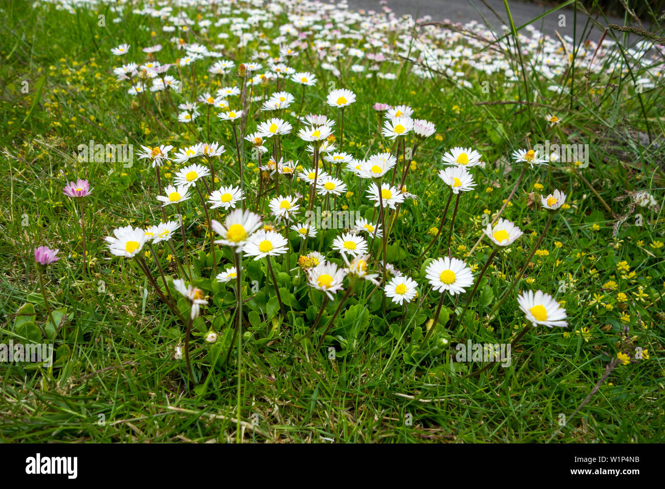 Gänseblümchen auf einem Suburban Garten Rasen Stockfoto