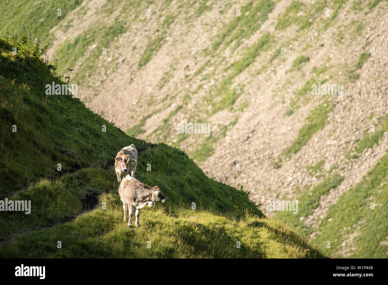 Rinder, Kühe, Berglandschaft, Wasserlauf, der Landwirte, der Alpinen Landwirtschaft, Wanderurlaub, Natur, Bergtour, Sommerblumen, Almwiese, Hiki Stockfoto