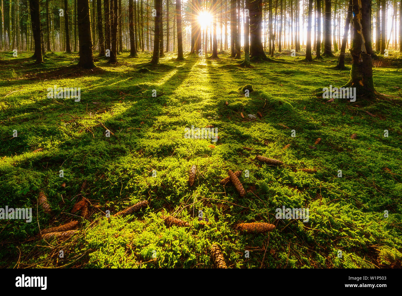 Früh am Morgen im Wald in Bayern, Deutschland Stockfoto
