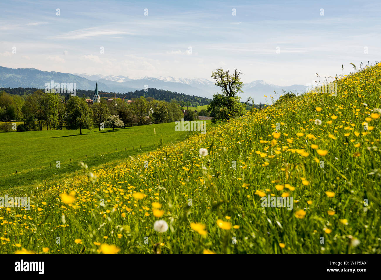 Blühende Frühlingswiese und Dorf Gattnau, in der Nähe von Kressbronn, Bodensee, Baden-Württemberg, Deutschland Stockfoto