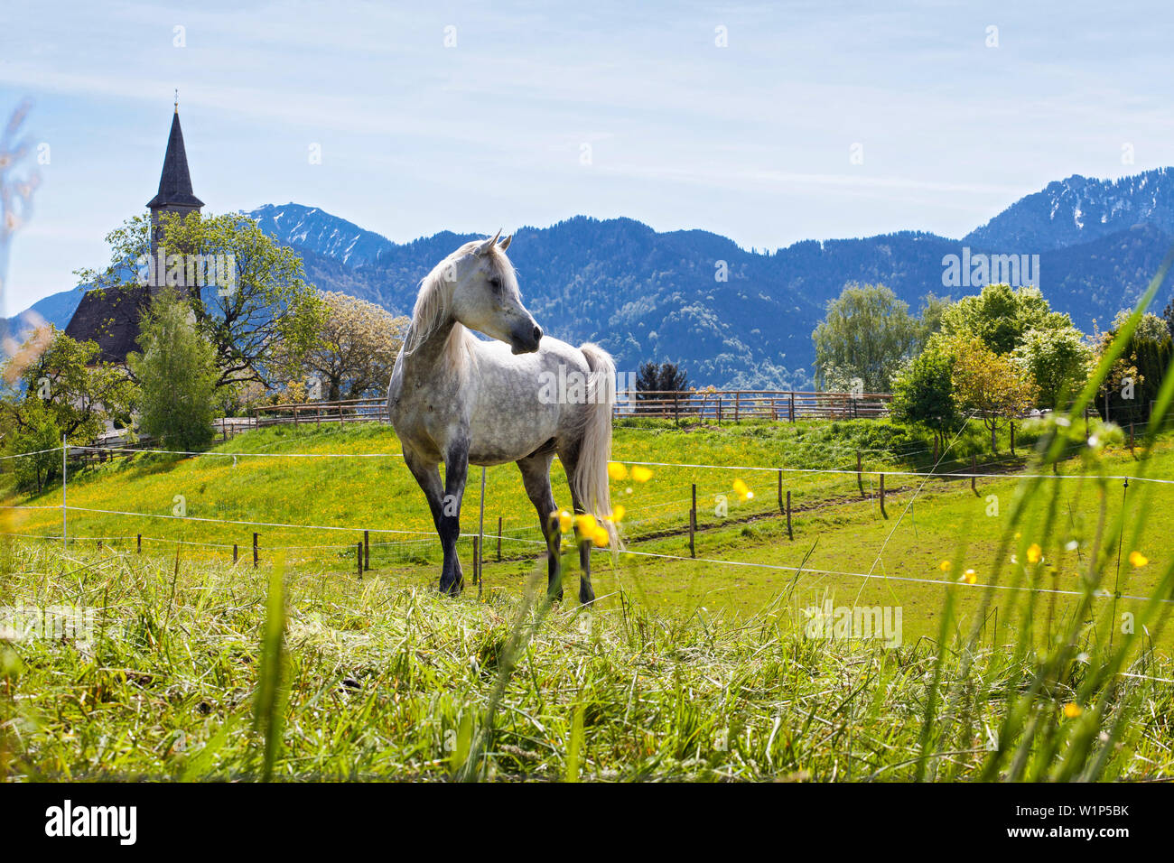 Der stolze Schimmel auf einer Wiese vor der Wester Buchberger Kirche für Übersee; im Hintergrund der Hochfelln und Hochgern Stockfoto