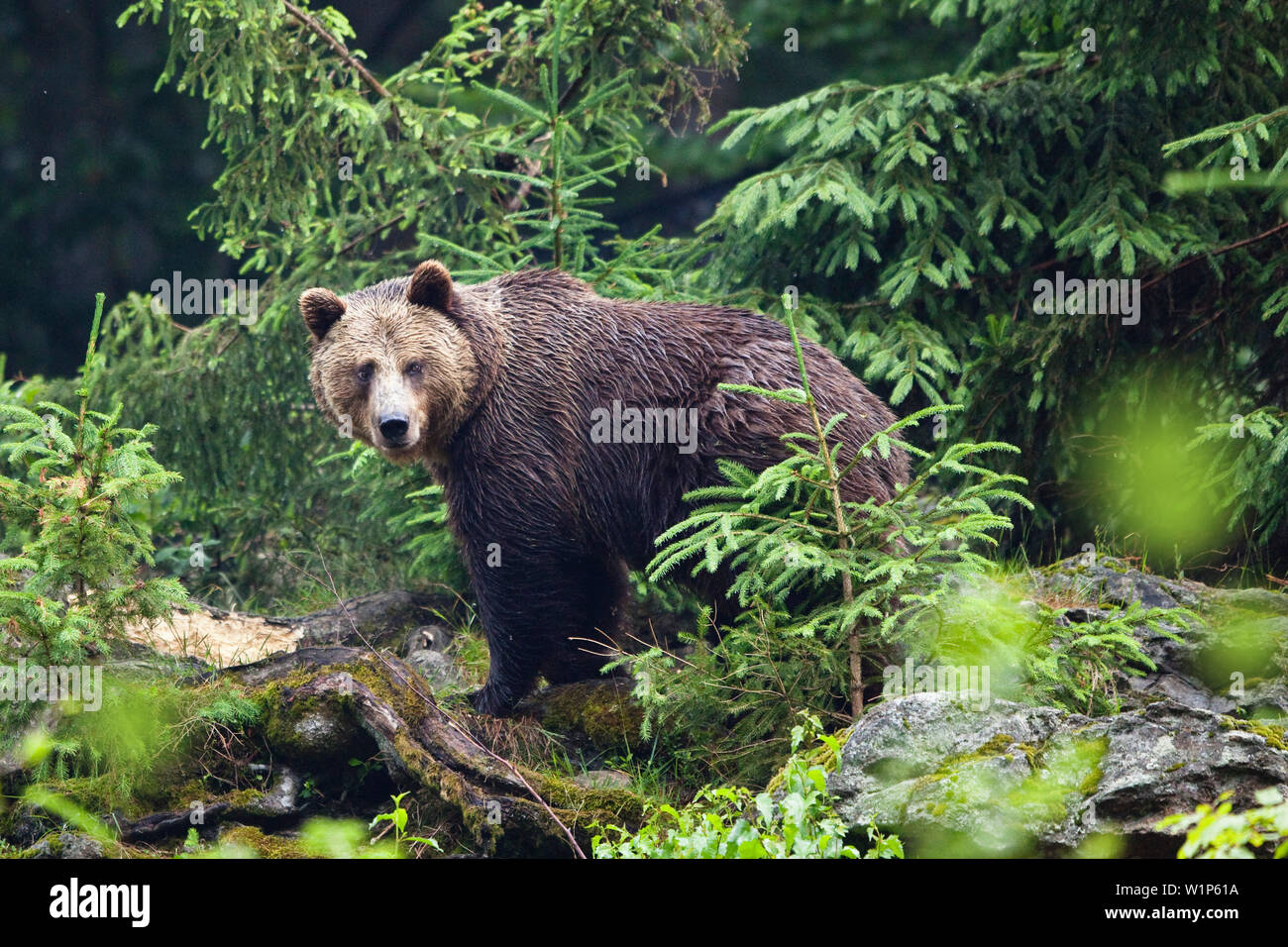 Brauner Bär, weiblich, Ursus arctos, Nationalpark Bayerischer Wald, Bayern, Deutschland, Captive Stockfoto