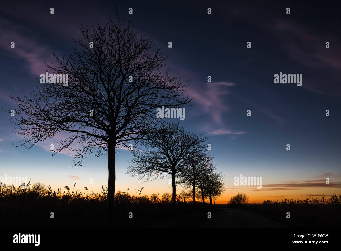 Baum, Silhouette, Sonnenuntergang, Sande, Friesland, Niedersachsen, Deutschland, Europa Stockfoto