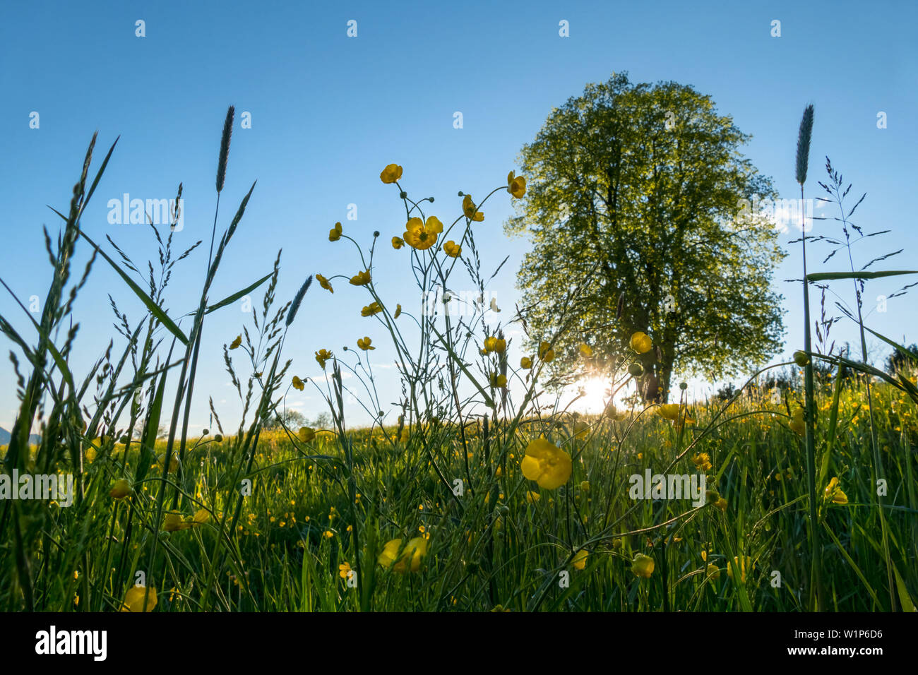 Blumenwiese mit Gräsern und gelbe Blumen aus dem Frosch Perspektive, hinter einem großen Baum, verschwindet die Sonne hinter den Hügeln Stockfoto