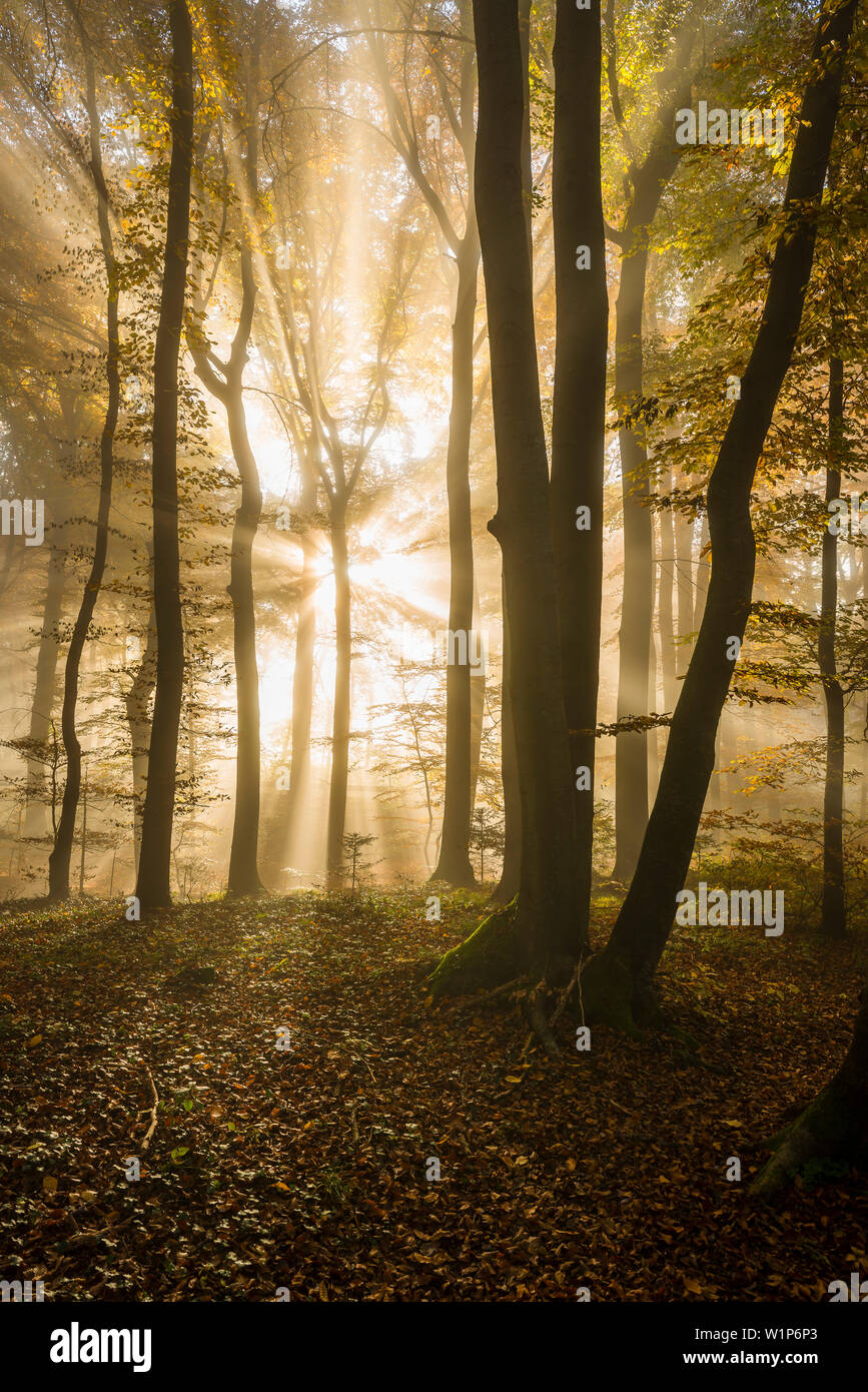 Die Sonne bricht durch dichten Nebel in den herbstlichen Wald in der Nähe von Herrsching, Bayern, Deutschland Stockfoto