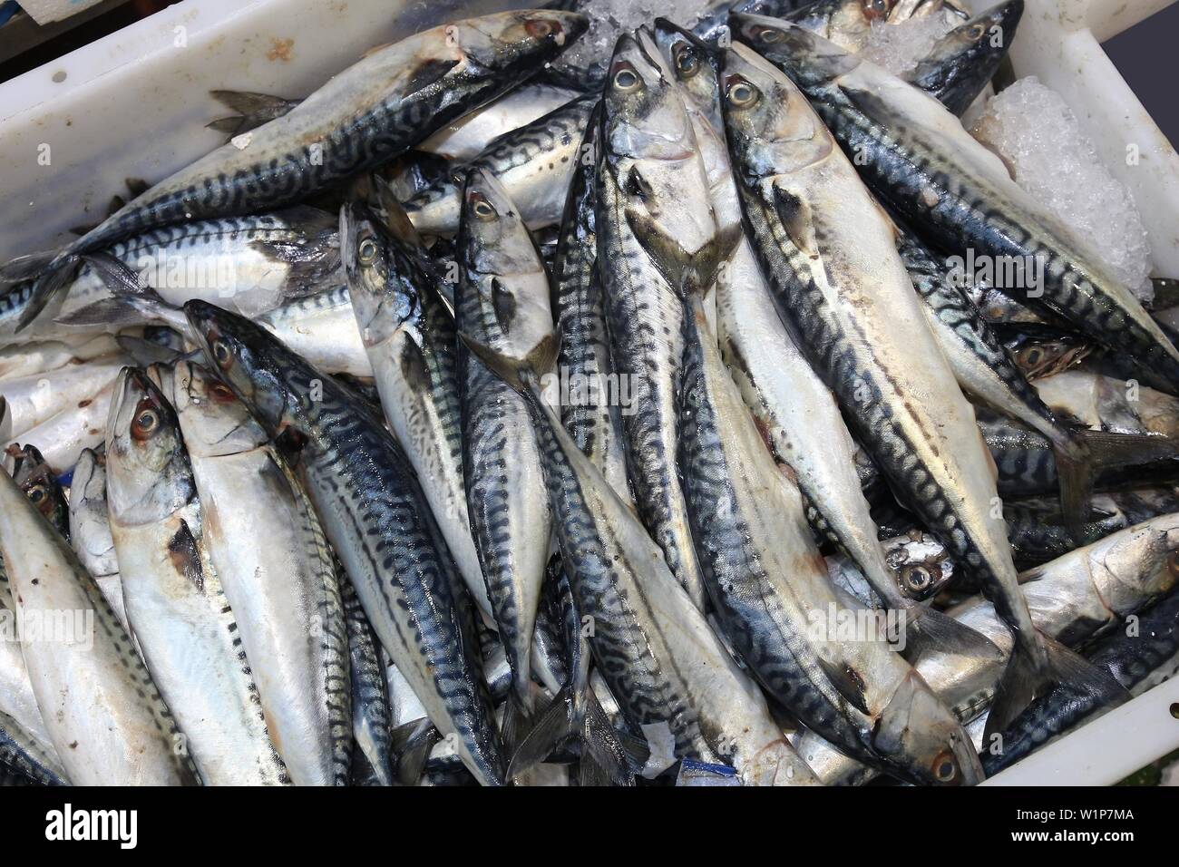 Makrele auf Billingsgate Fish Market in Pappel, London, UK. Stockfoto