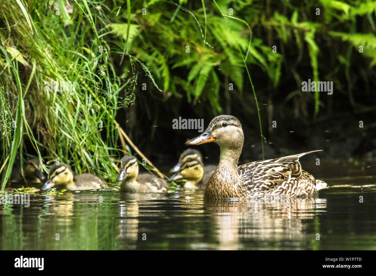 Biosphärenreservat Spreewald, Brandenburg, Deutschland, Kajak, Erholungsgebiet, Flusslandschaft, Enten, Stockenten und Küken, Ente Familie, Wildernes Stockfoto