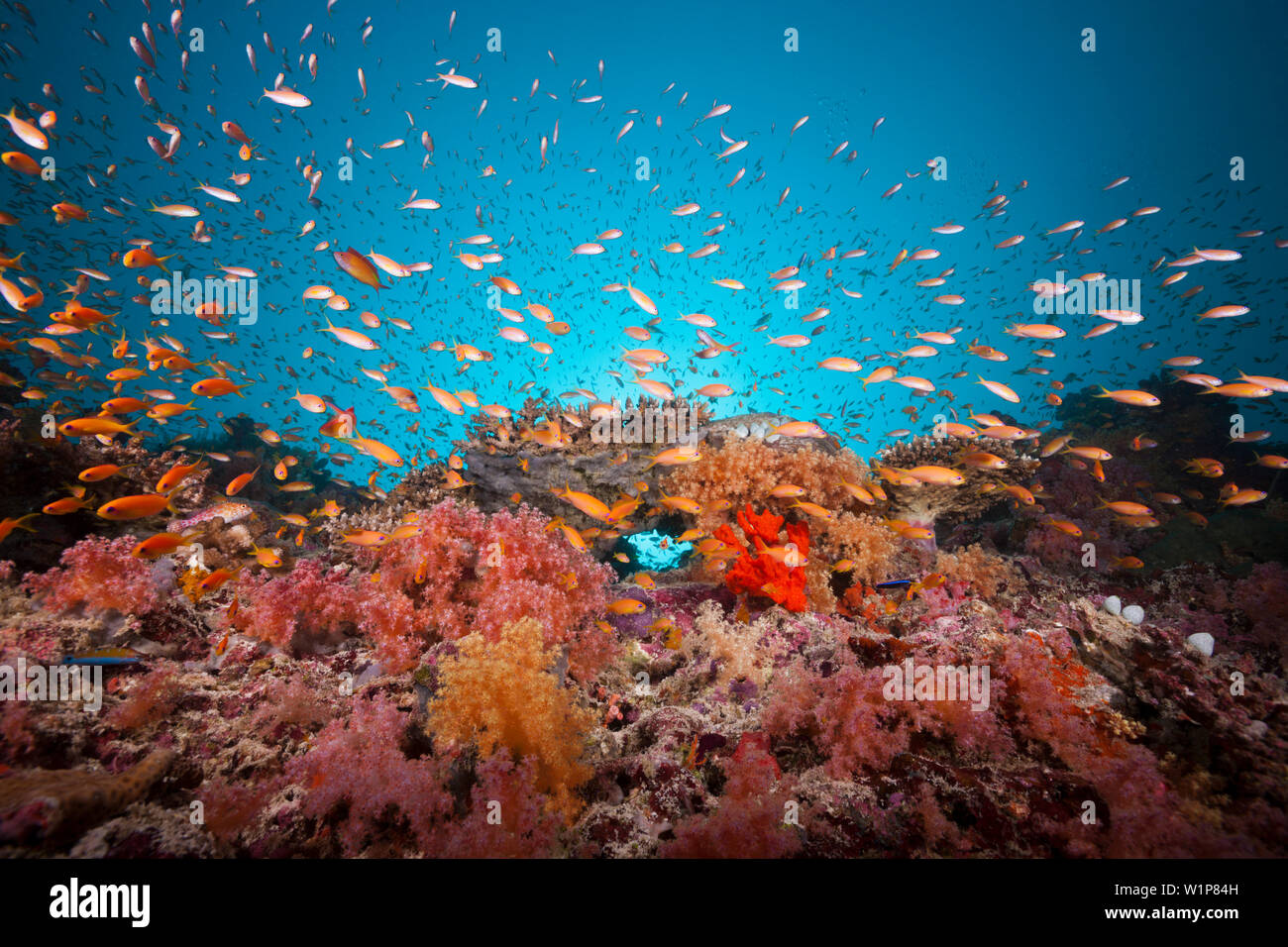 Farbige Korallen Riff, Felidhu Atoll, Malediven Stockfoto