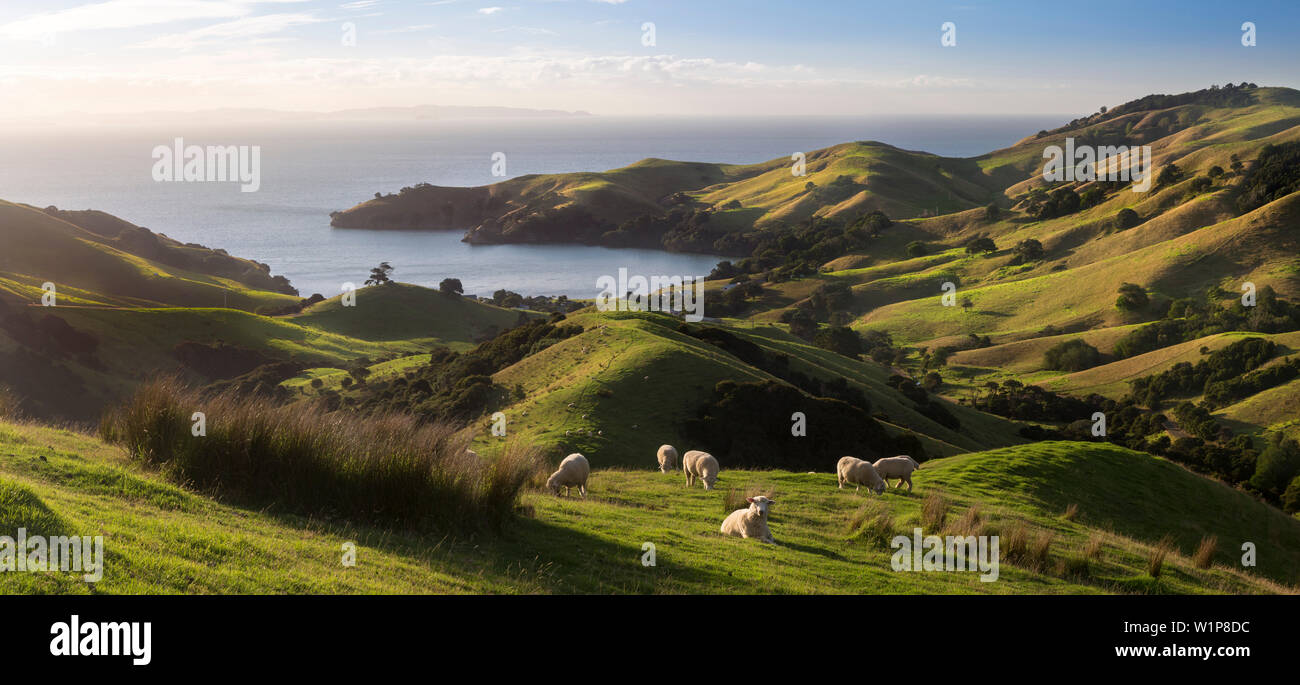 Coromandel, Hauraki Gulf, Thames-Coromandel Bezirk, Coromandel Halbinsel, North Island, Neuseeland, Ozeanien Stockfoto