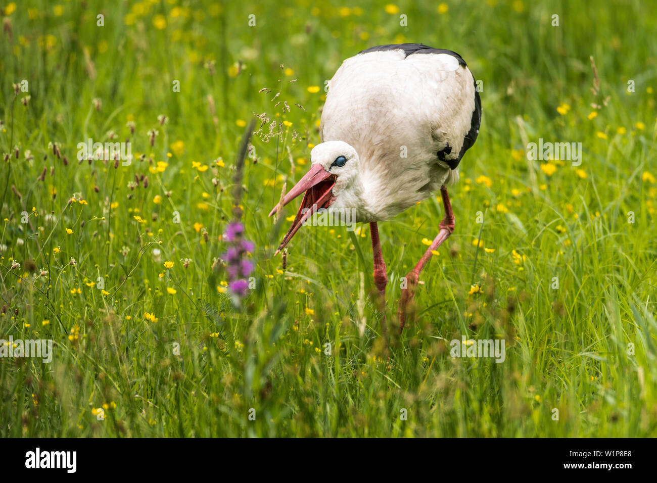 Biosphärenreservat Spreewald, Brandenburg, Deutschland, Wüste, Storch, Storch klappern, Weißstorch in der Mitte einer wilden Wiese, Blumen wiese Stockfoto