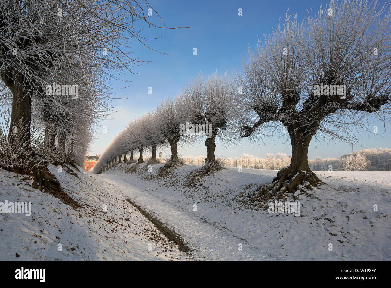 Eisige Linde Allee am Schloss Bothmer, klutz, Mecklenburg-Vorpommern, Deutschland Stockfoto