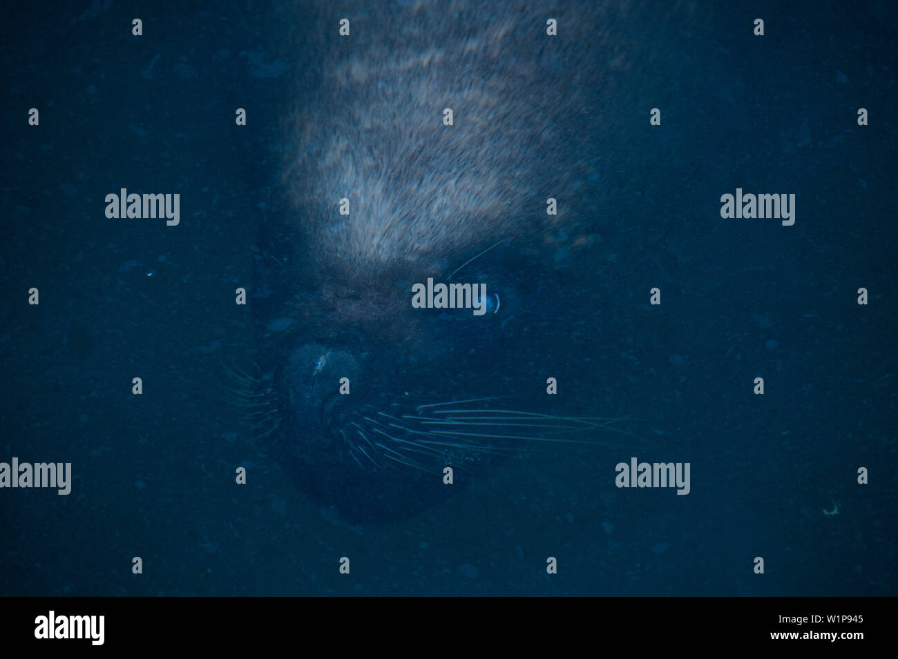 Eine große männliche Südamerikanische Seelöwe (Otaria flavescens) schwimmt knapp unter der Oberfläche im Hafen, Coquimbo, Coquimbo, Chile, Südamerika Stockfoto