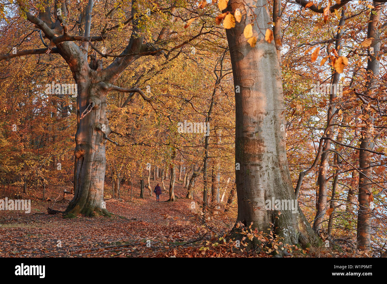 Auf Nach Mv Herbst Winter 24 25 www.alamy.de