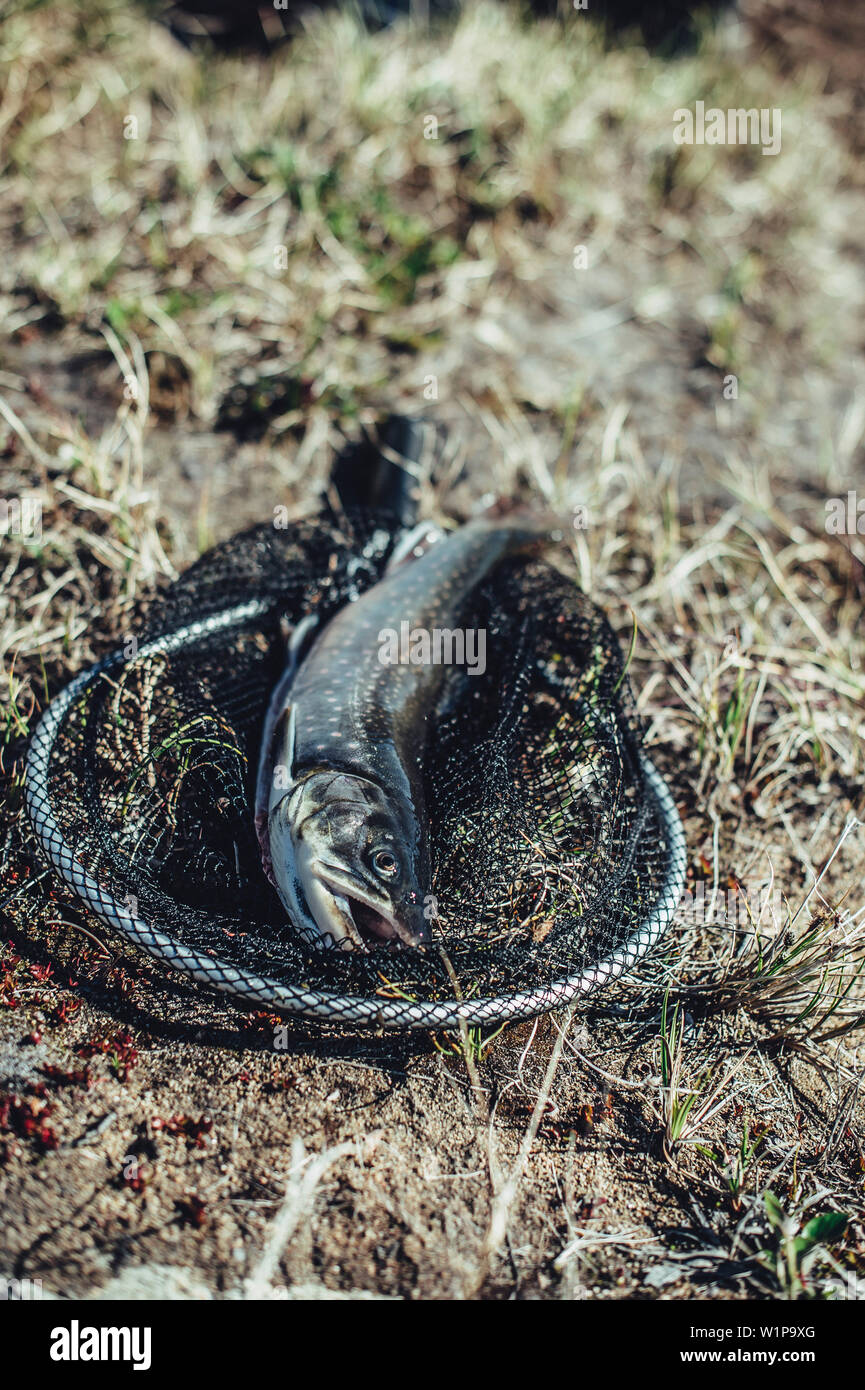 Fisch im Netz, Grönland, Arktis. Stockfoto
