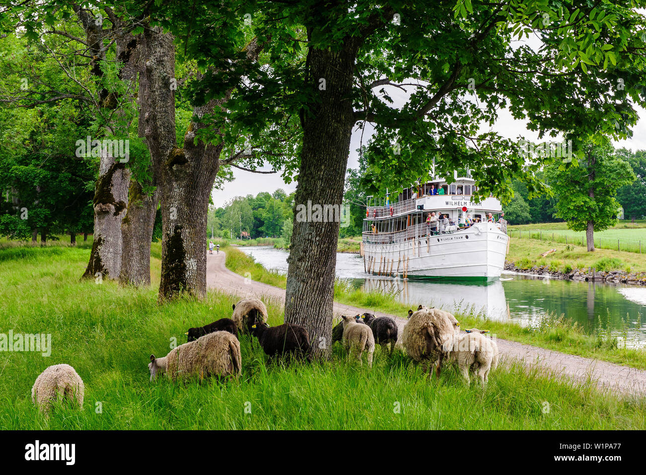 Steamboat Wilhelm Tham am Goetakanal zwischen Borensberg und Bergs slussar, Schweden Stockfoto