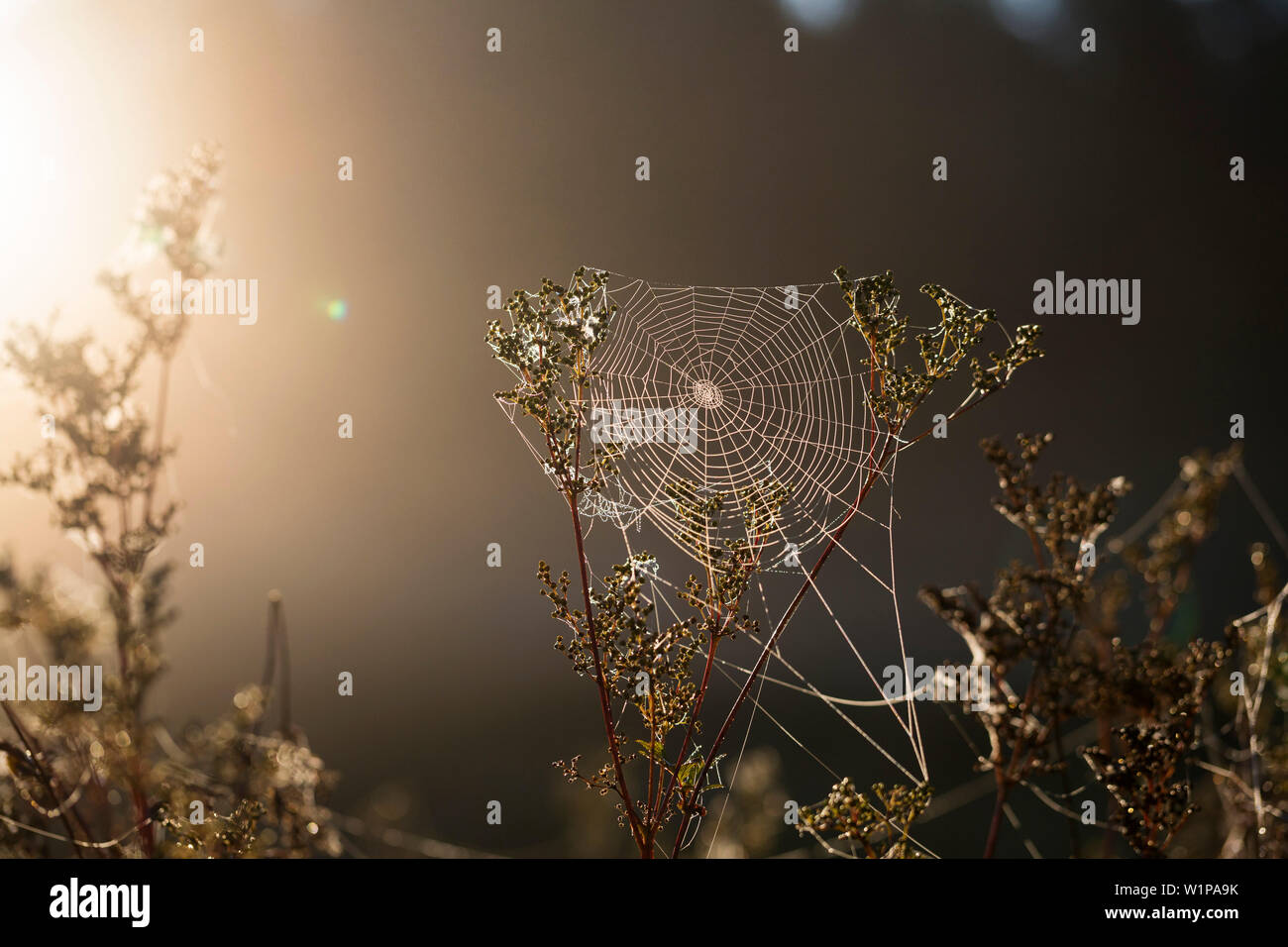 Spinnennetz mit Tau, Morgen, Bayern, Deutschland, Europa Stockfoto