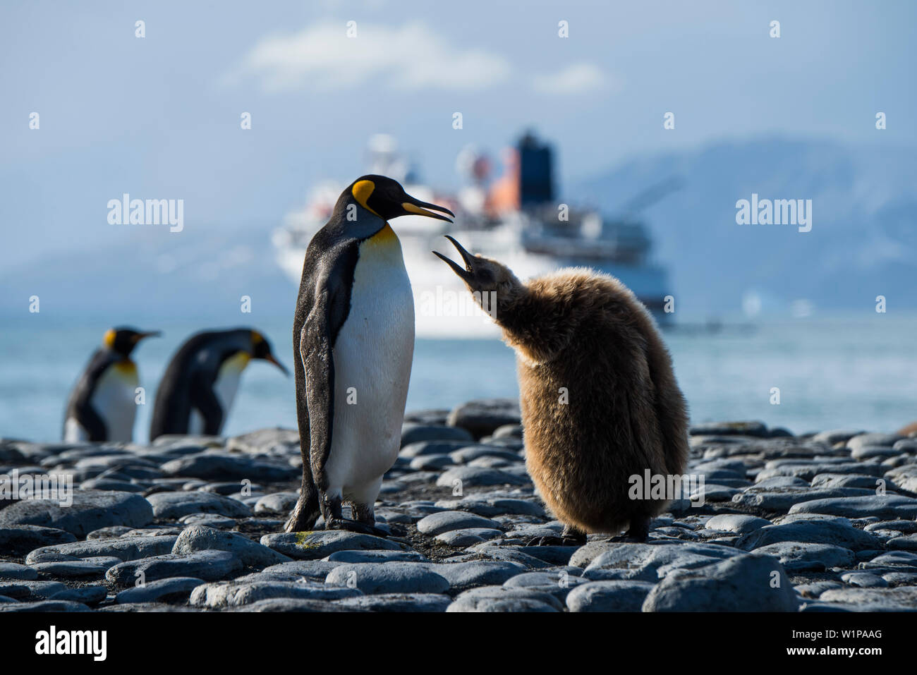 Ein junger Königspinguin (Aptenodytes patagonicus) rechts, bettelt um Essen aus einem Erwachsenen, während andere königspinguine im Hintergrund passieren und die Expedition Stockfoto