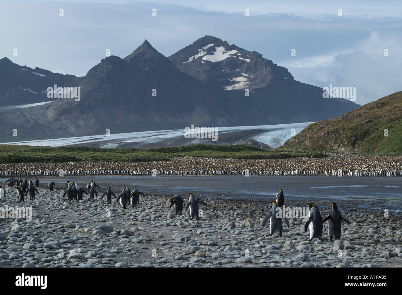 Nach dem Schwimmen und Fütterung im Ozean, Königspinguine (Aptenodytes patagonicus) zurück zu ihrer Kolonie Nummerierung viele zehntausend Erwachsene und Küken, Stockfoto
