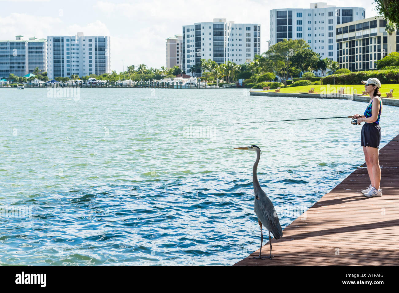 Ein Angler- und ein Graureiher für den großen Fang an Ostego Bay, Fort Myers Beach, Florida, USA warten Stockfoto