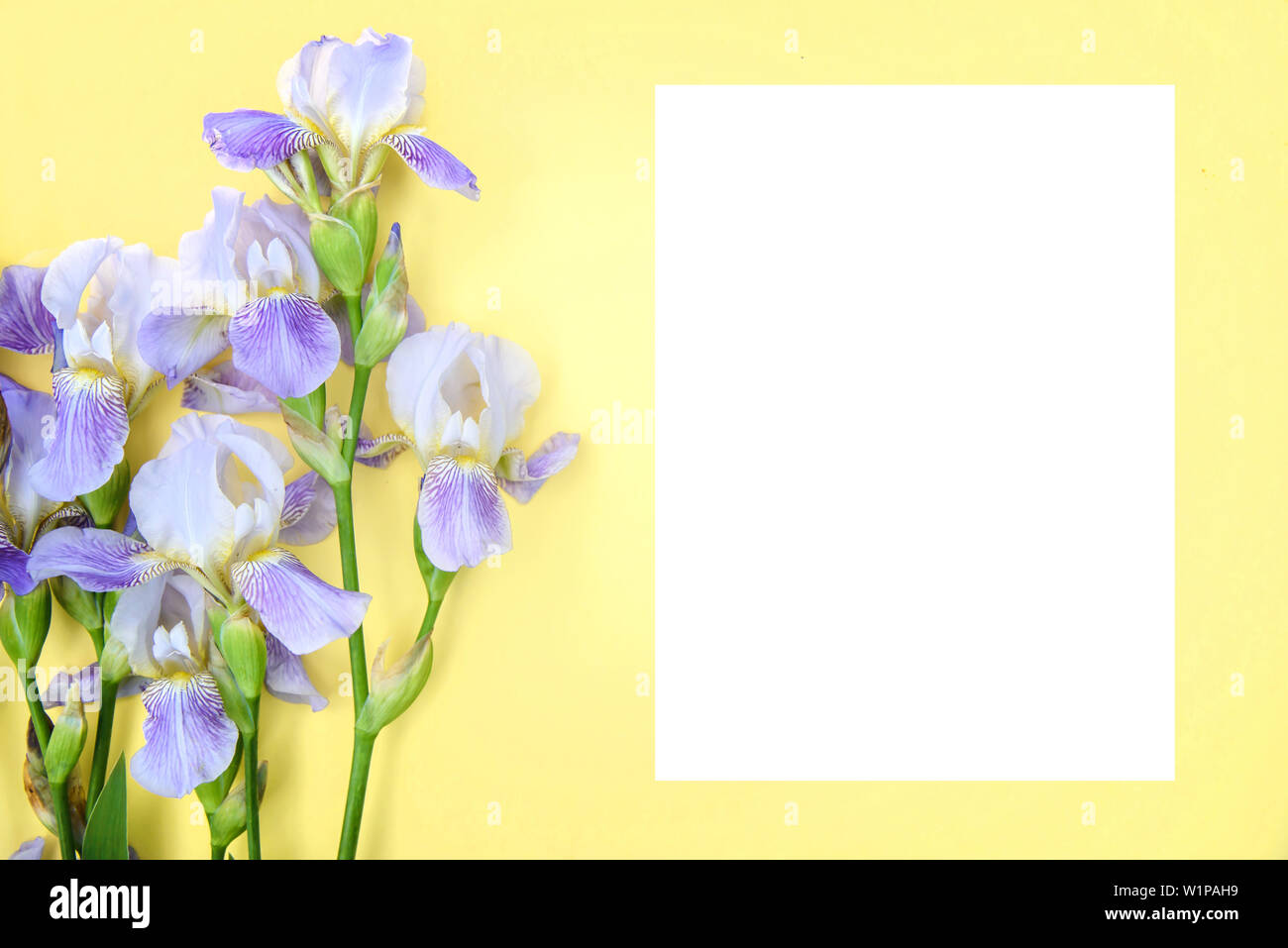 Purple Iris und ein weißes Blatt Papier für Text auf gelbem Hintergrund, Mockup für Grußkarten, Ansicht von oben, kopieren Raum Stockfoto