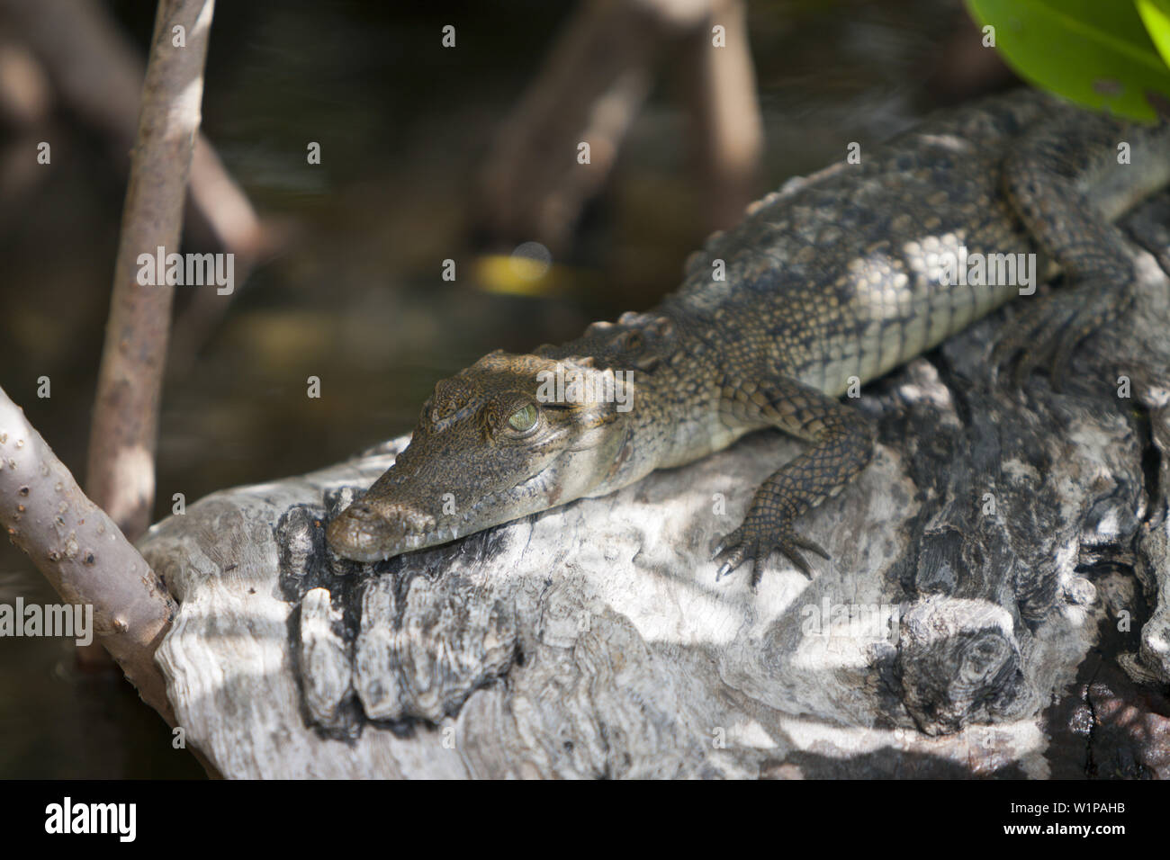 Juvenile morelet's Crocodile, Crocodylus moreletii, Cancun, Yucatan, Mexiko Stockfoto