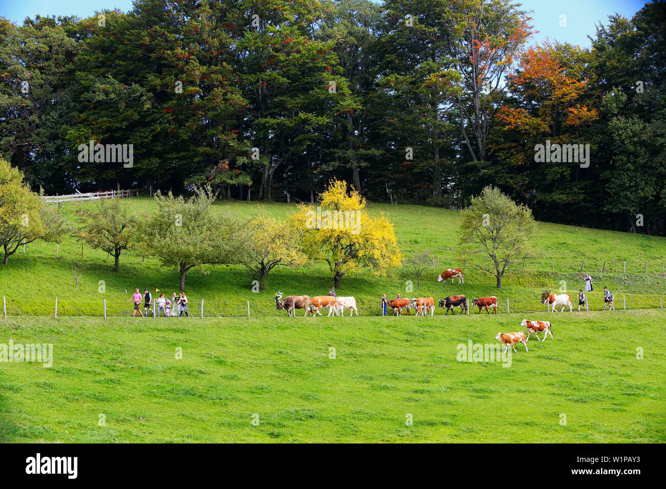 Gruppe von Helfern in bayerischer Tracht mit reich verziert mit großen Glocken, wenn Rinder Kälber Stockfoto