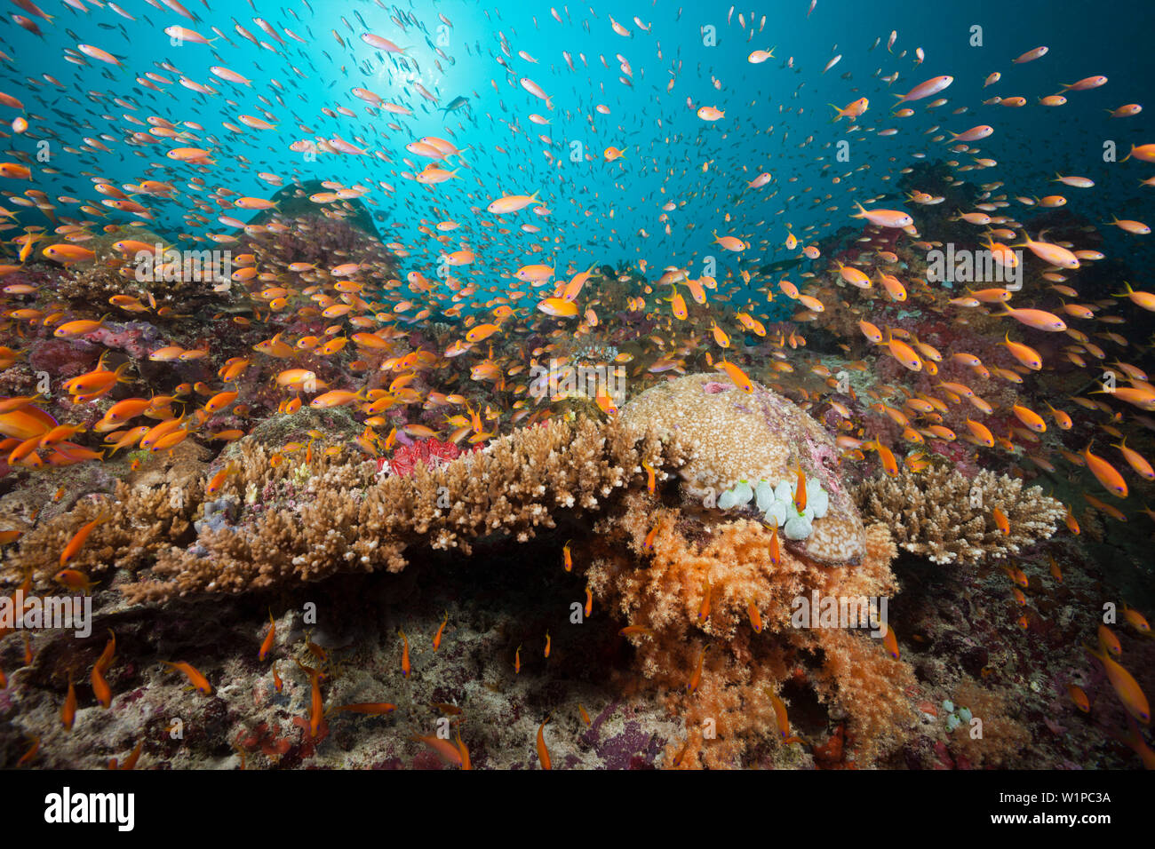 Farbige Korallen Riff, Felidhu Atoll, Malediven Stockfoto