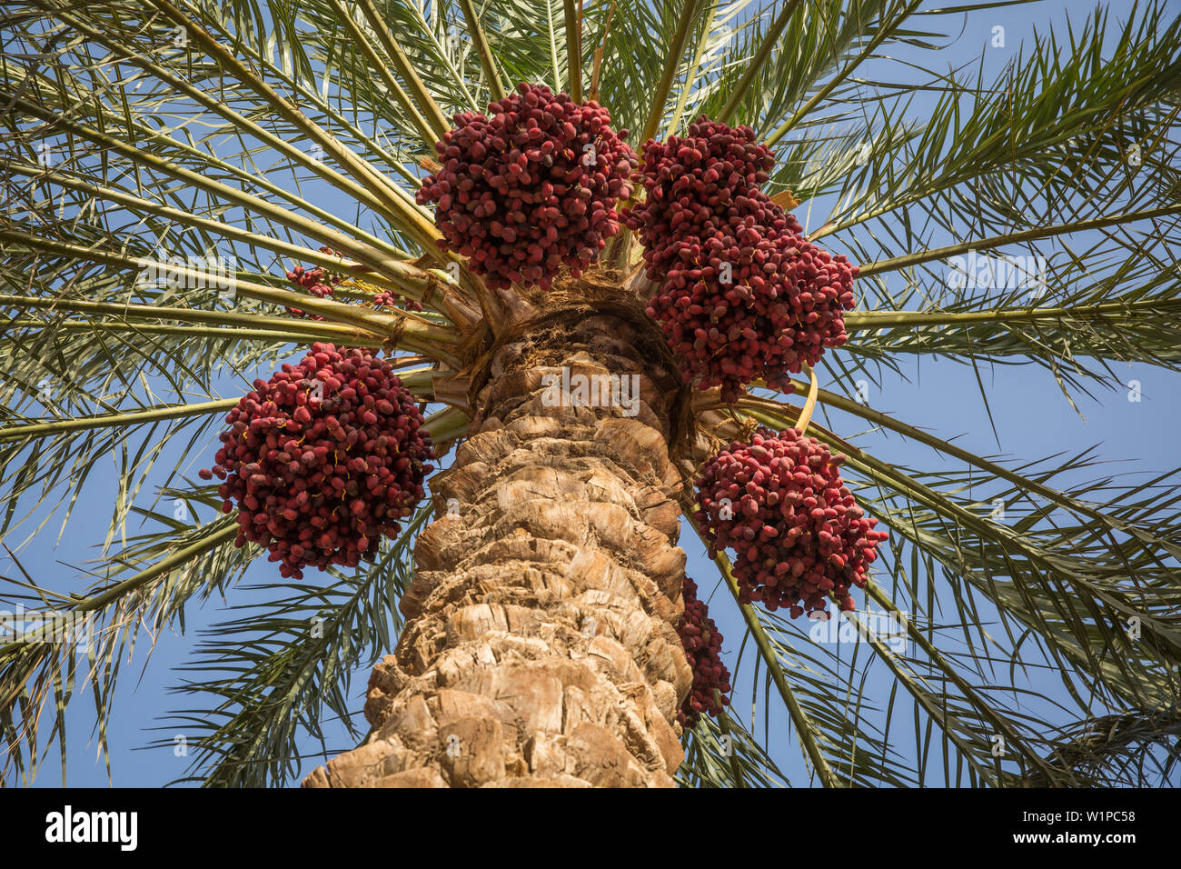 Termine auf Palme in Bam, Iran, Asien Stockfoto